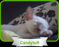 cute cat