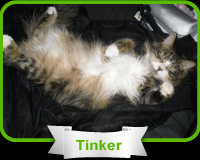 inspirational cat