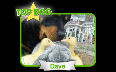 top dog